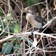 Reed Cormorant