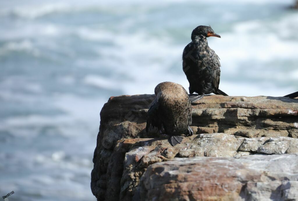 Cormoran couronnéadulte