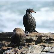 Crowned Cormorant