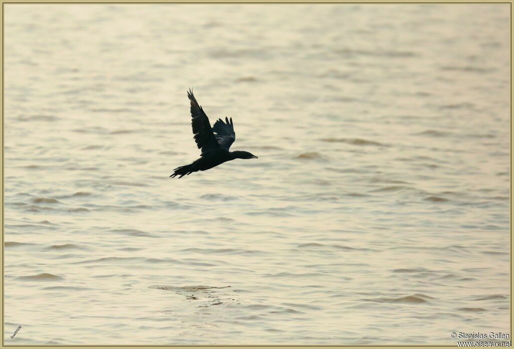 Little Cormorantadult, Flight