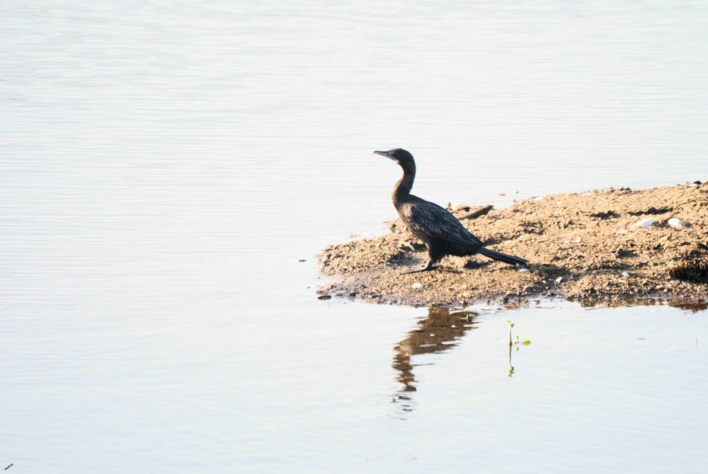 Cormoran de Vieillotadulte