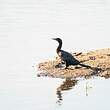 Cormoran de Vieillot