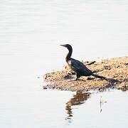 Cormoran de Vieillot