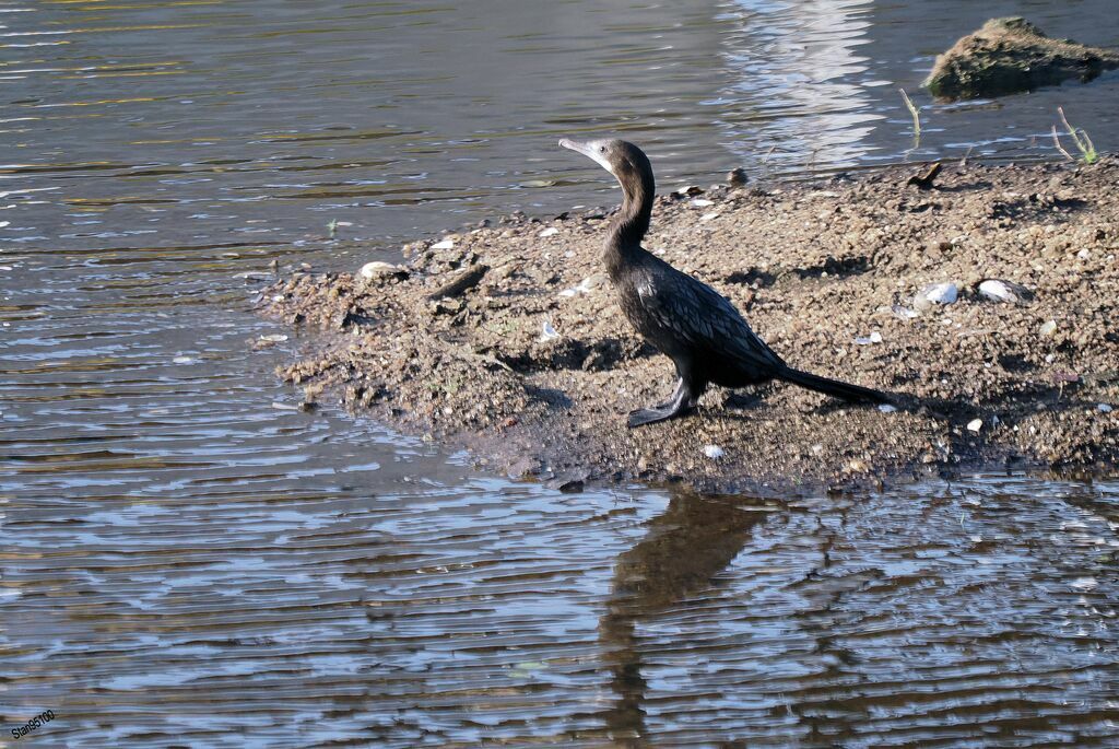 Cormoran de Vieillotadulte