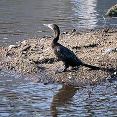 Cormoran de Vieillot