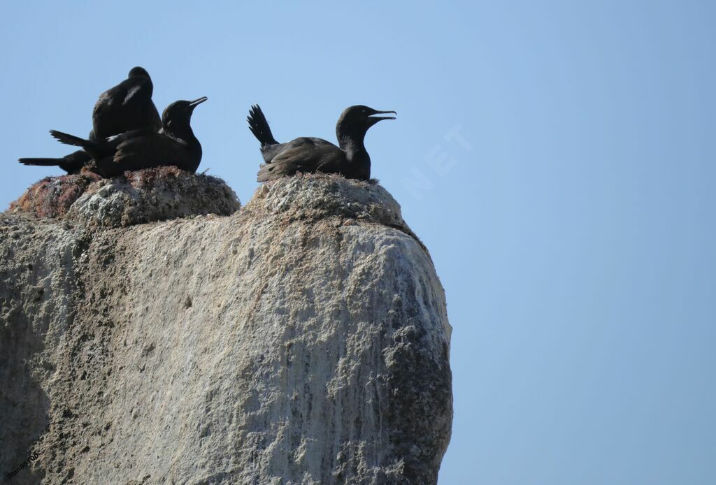 Cormoran des bancsadulte nuptial, r. coloniale