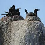 Cormoran des bancs