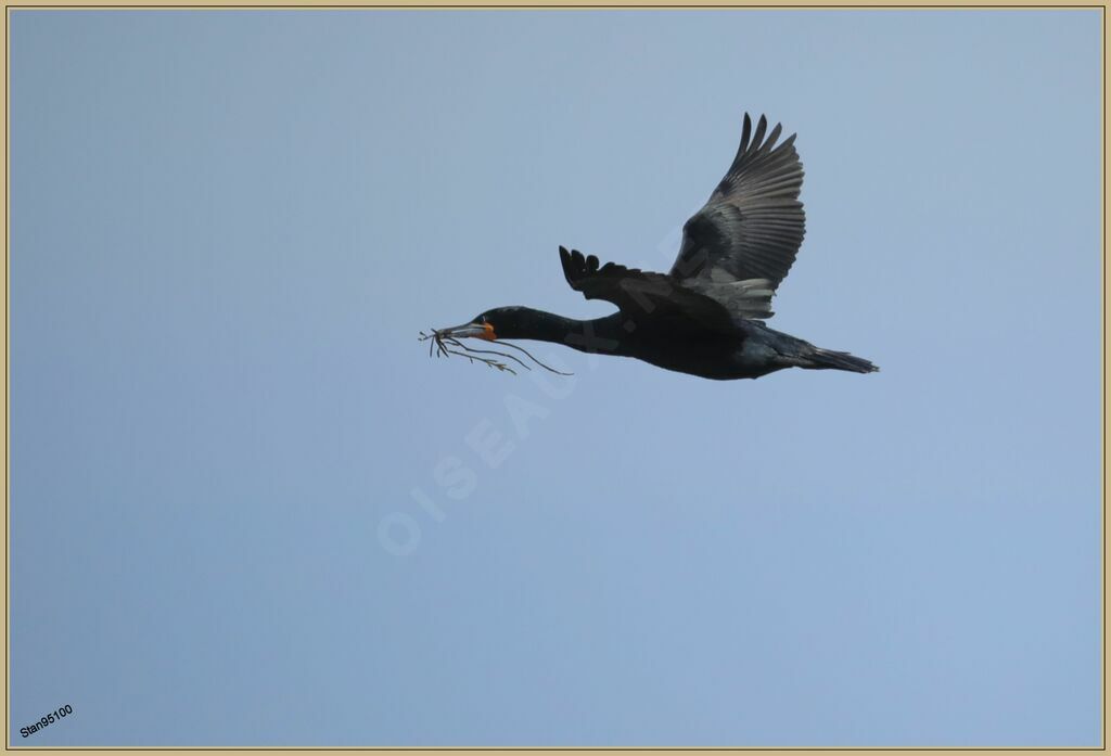 Cormoran du Capadulte nuptial, Vol, Nidification