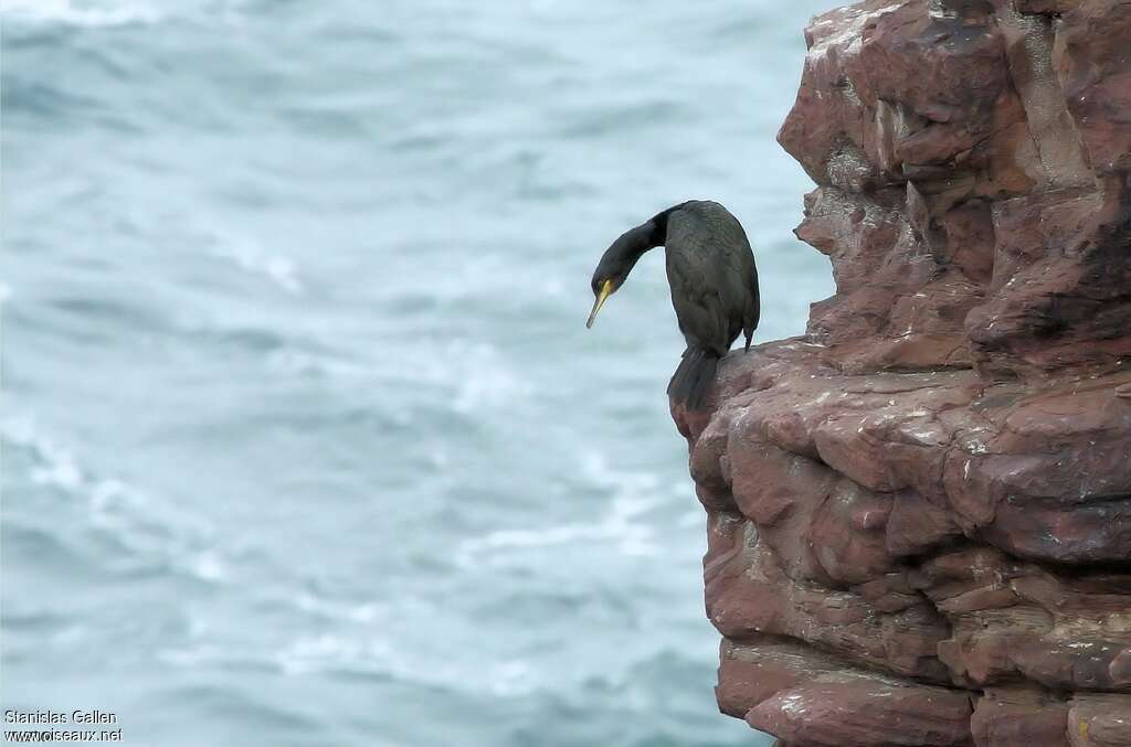 Cormoran huppéadulte internuptial, habitat