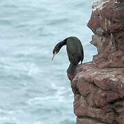 European Shag