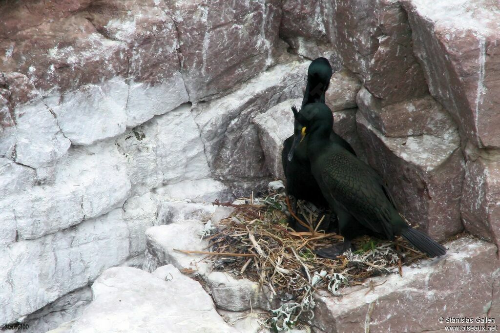 European Shagadult breeding, Reproduction-nesting