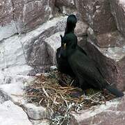 European Shag