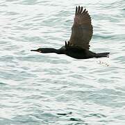 European Shag