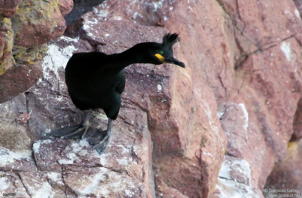 Cormoran huppéadulte nuptial