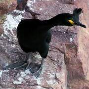 European Shag