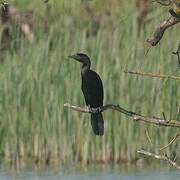 Pygmy Cormorant