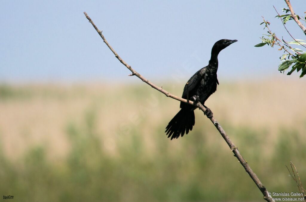 Cormoran pygméeadulte