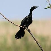 Pygmy Cormorant