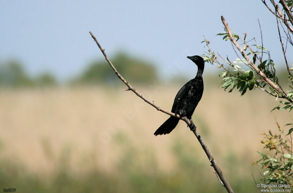 Pygmy Cormorant