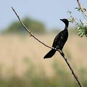 Pygmy Cormorant