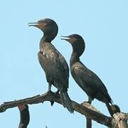 Neotropic Cormorant