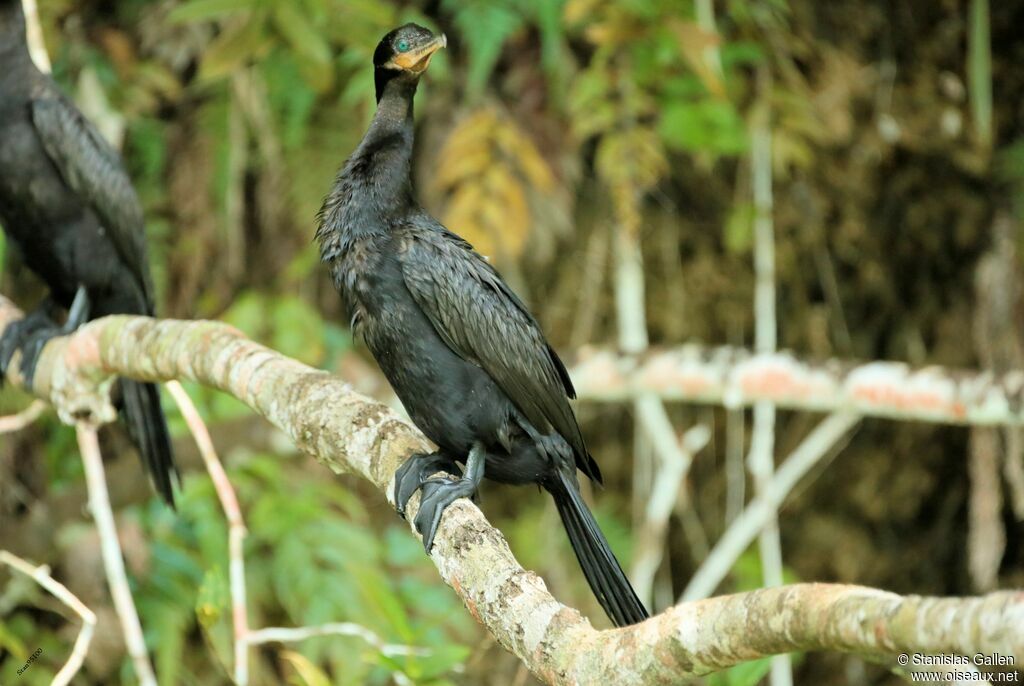 Neotropic Cormorantadult breeding