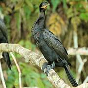 Neotropic Cormorant