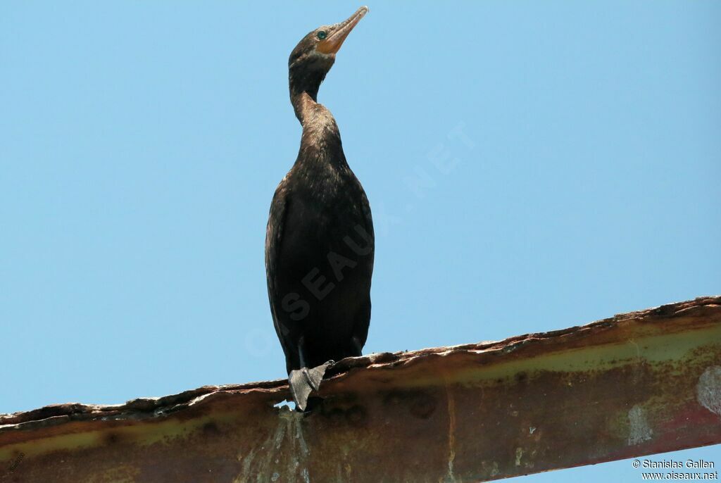 Neotropic Cormorantadult breeding