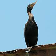 Neotropic Cormorant