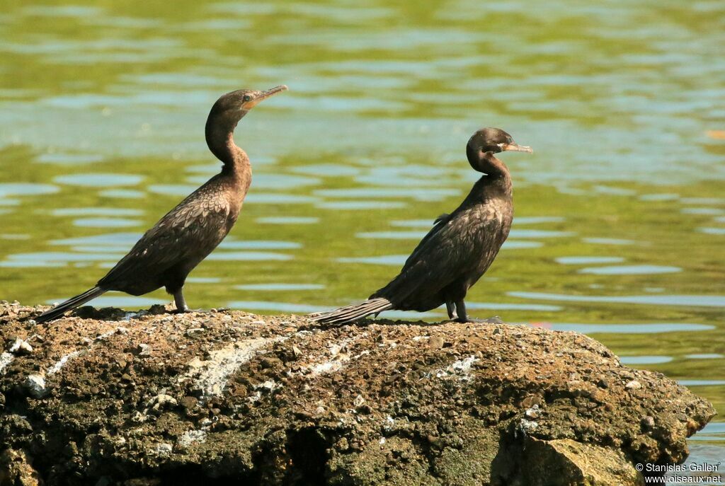 Cormoran viguaadulte nuptial