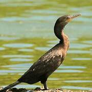 Neotropic Cormorant