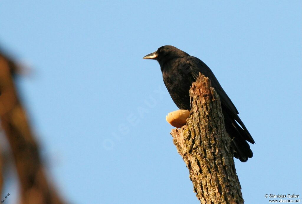 American Crowadult transition