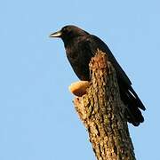 American Crow