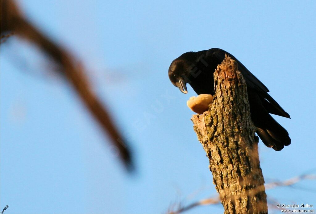 American Crowadult transition, eats