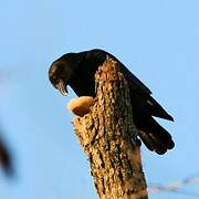 American Crow