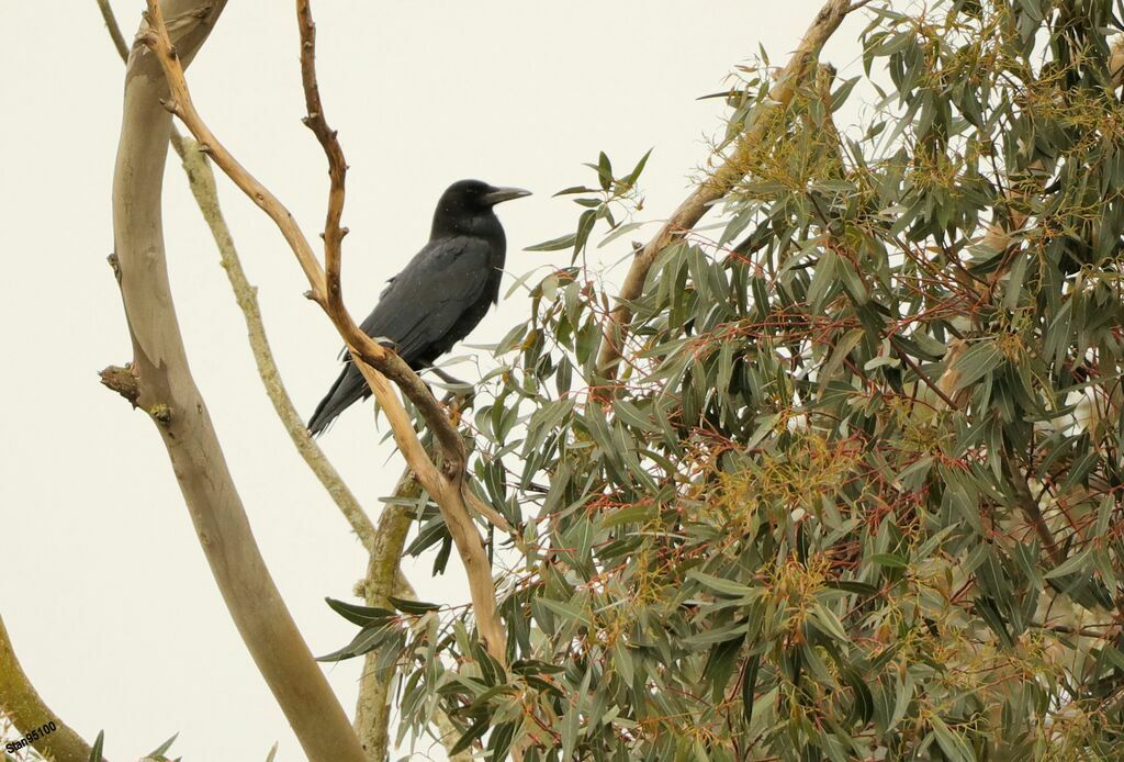 Cape Crowadult