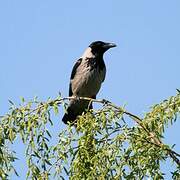 Hooded Crow