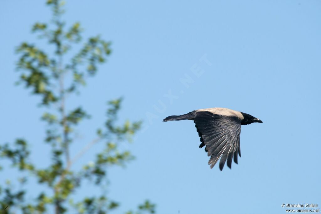 Hooded Crowadult breeding, Flight