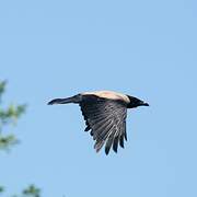 Hooded Crow