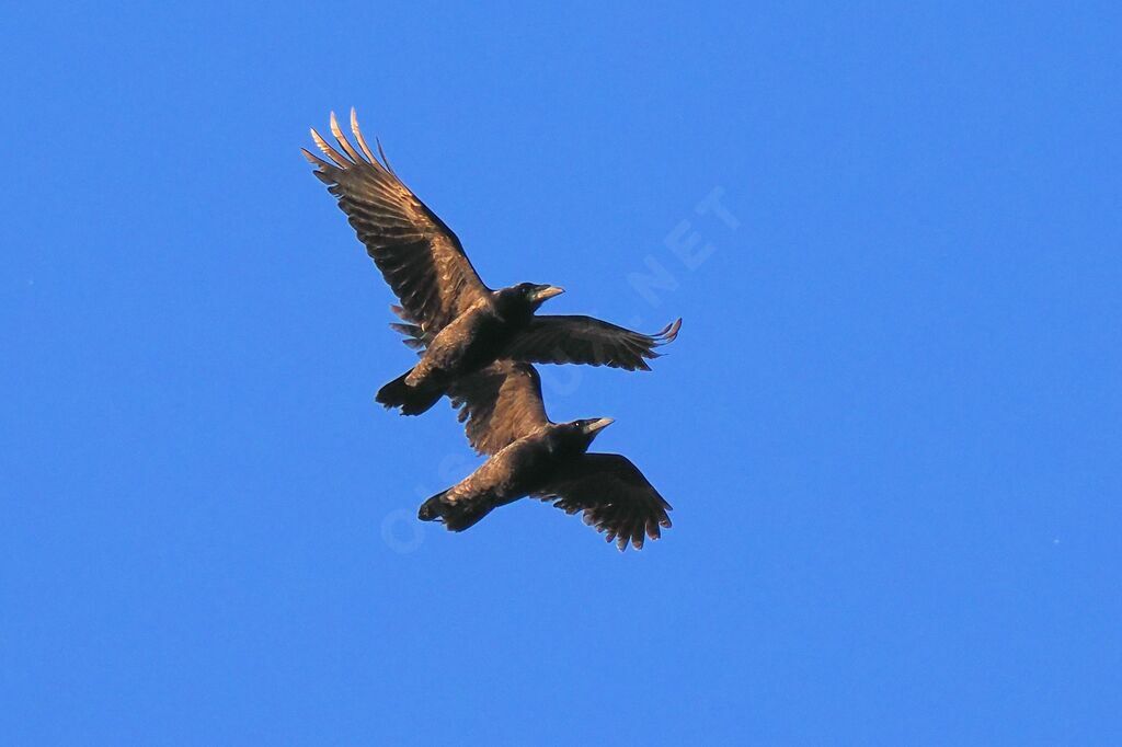 Carrion Crowadult, Flight