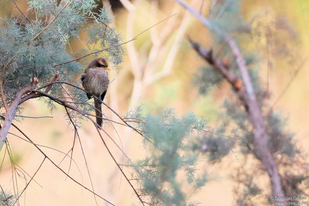 Yellow-billed Shrike