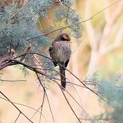 Yellow-billed Shrike