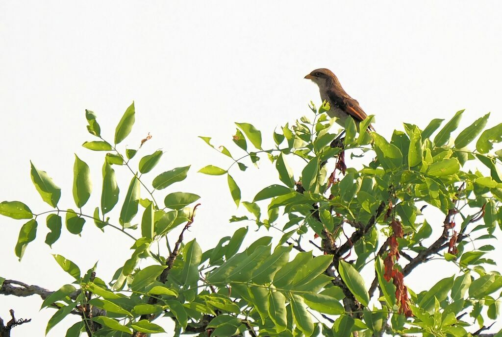 Yellow-billed Shrikeadult