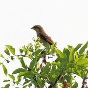 Yellow-billed Shrike