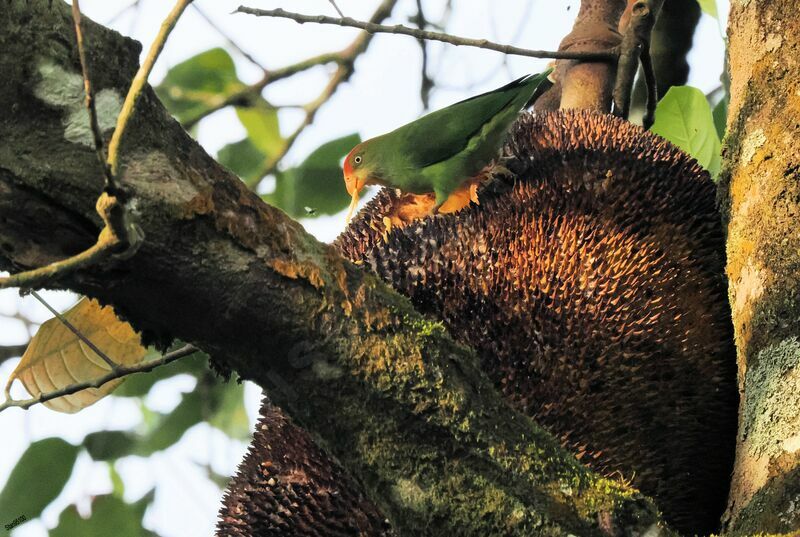 Sri Lanka Hanging Parrotadult breeding, eats