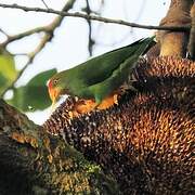 Sri Lanka Hanging Parrot