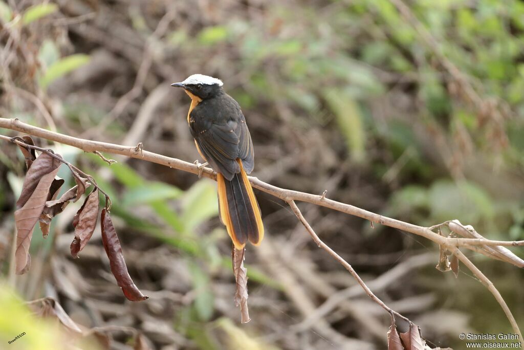 White-crowned Robin-Chat male adult