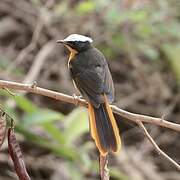 White-crowned Robin-Chat