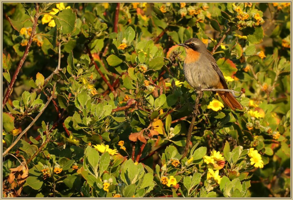 Cape Robin-Chatadult