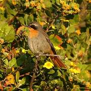 Cape Robin-Chat